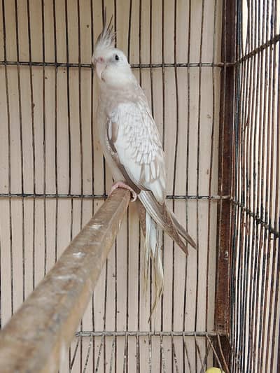 Top Quality Cockatiel