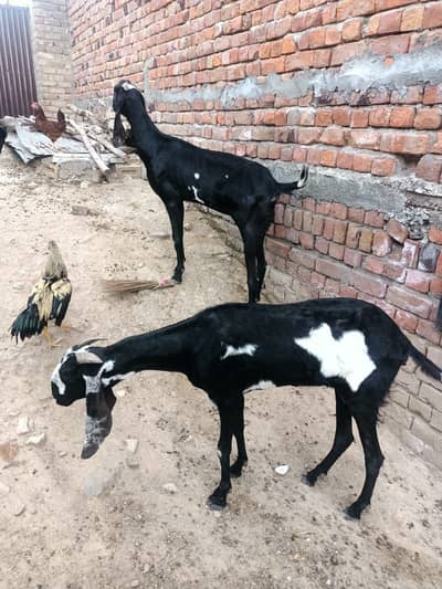 makhi cheena bakra | Amritsari Goat| bakra | desi bakri | بکری