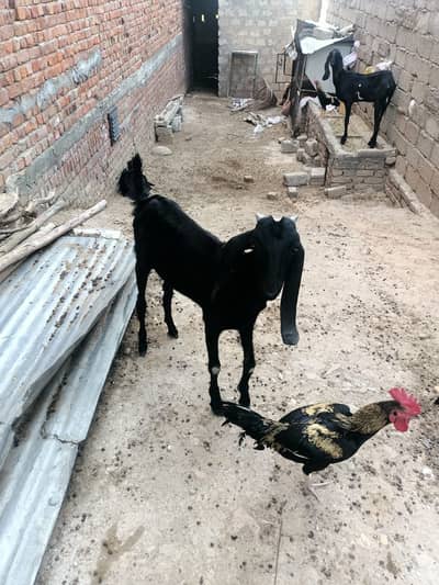 makhi cheena bakra | Amritsari Goat| bakra | desi bakri | بکری