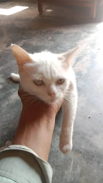White Fluffy Semi-Persian Cat for Sale
