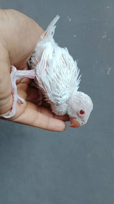 white tota
