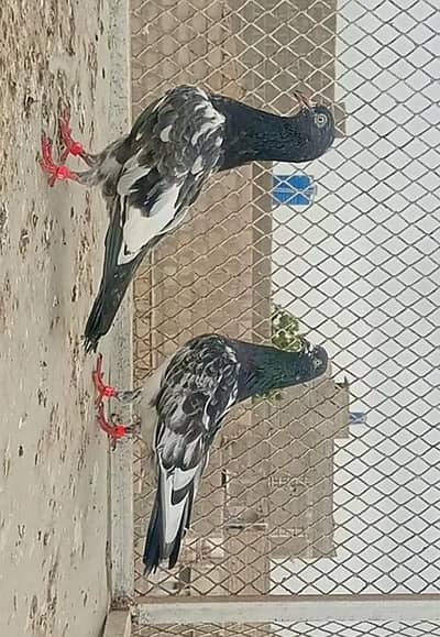 pigeon(kabooter)