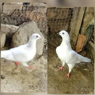 teddy pigeons pair full active and healthy, price is negotiable.