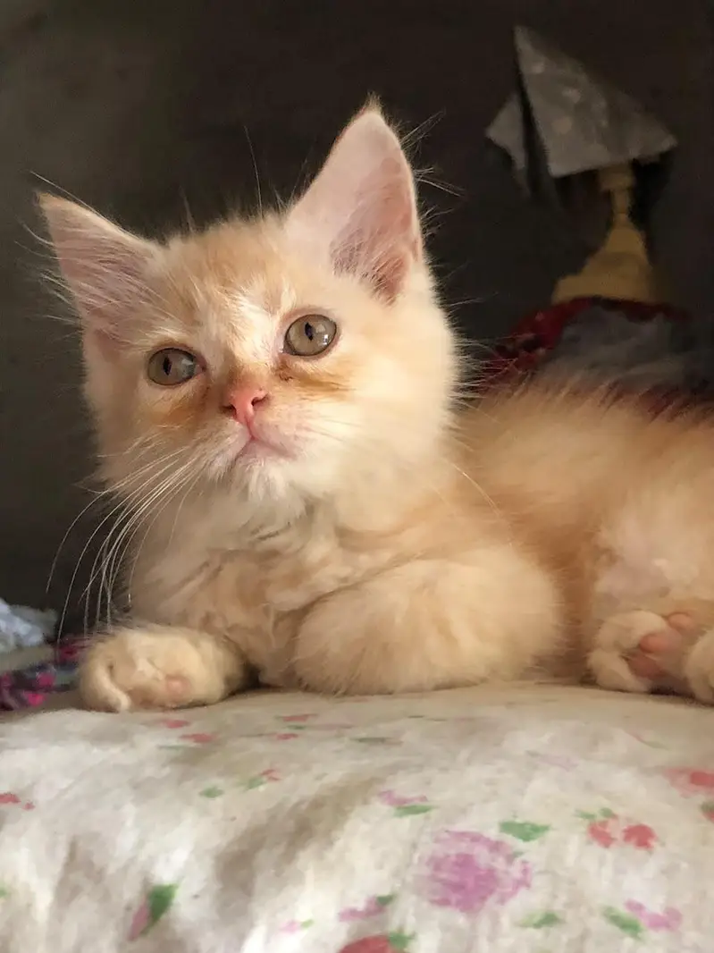 persian kittens for sale