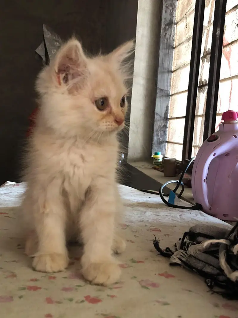 persian kittens for sale — photo 2