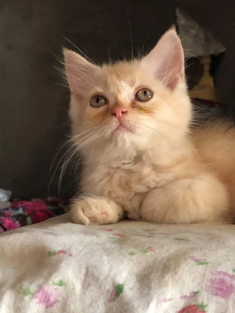persian kittens for sale — photo 3