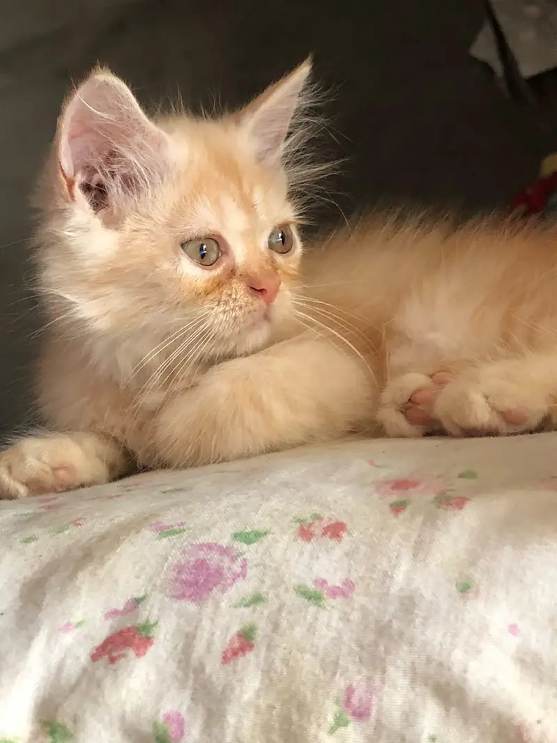persian kittens for sale — photo 4