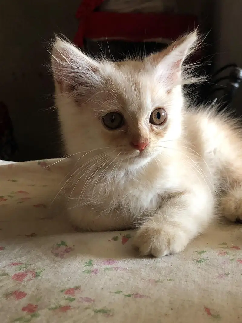 persian kittens for sale — photo 5