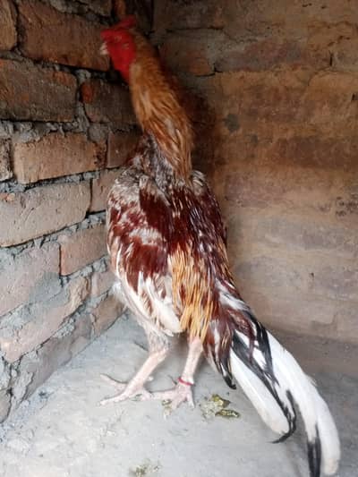 miawali aseel patha for sale