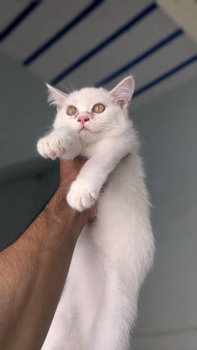beautiful Persian female kitten washroom train what 03188100390