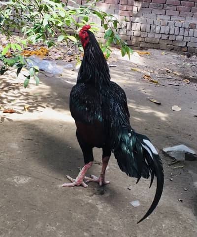 #Aseel Hens