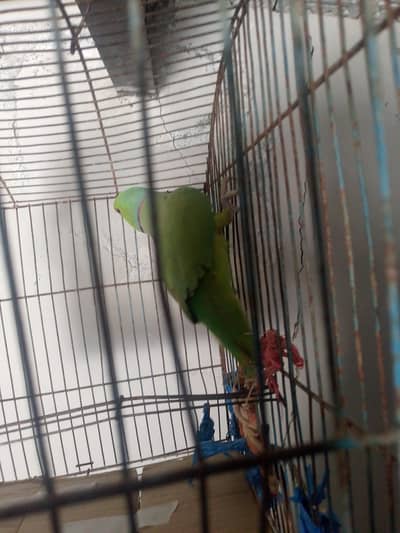 acha bird haa