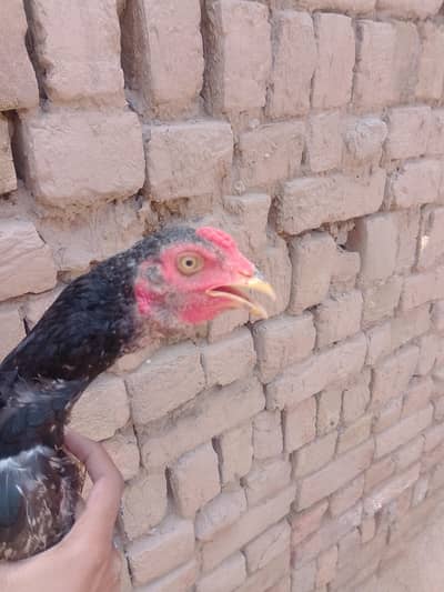 miamwali aseel murga