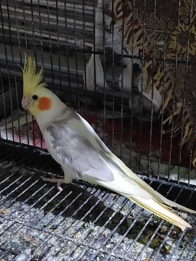 Cocktial parrot healty and active breeder pair and 1 female