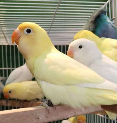 Beautiful Love Birds Pair & Colony | Healthy & Active Birds