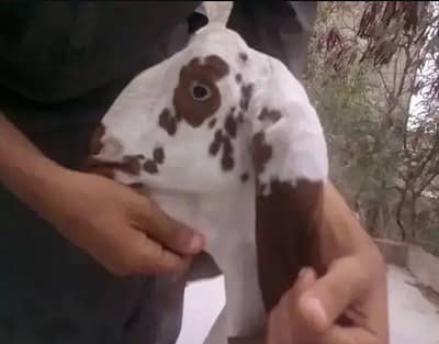 BAKRI