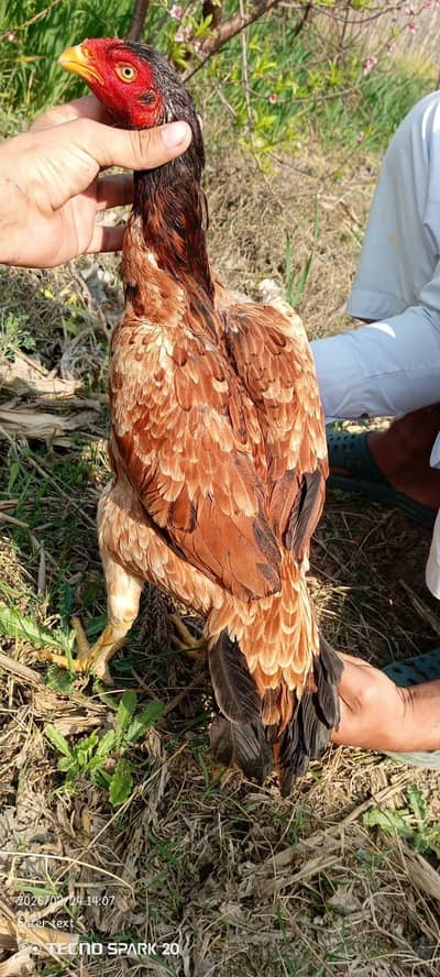Lakhi Aseel hen