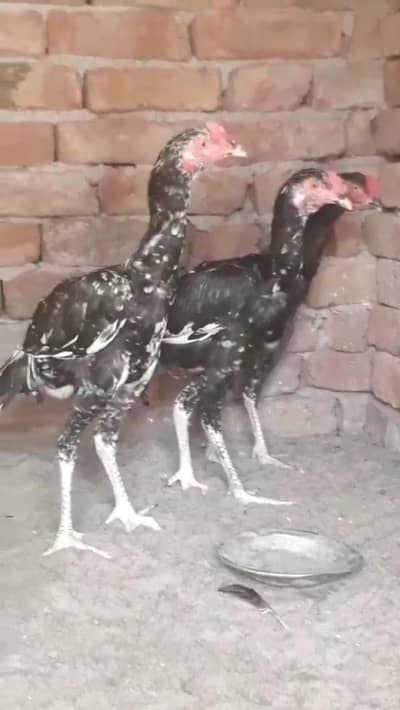 sindhi aseel murga for sale 1 female and 3 Male