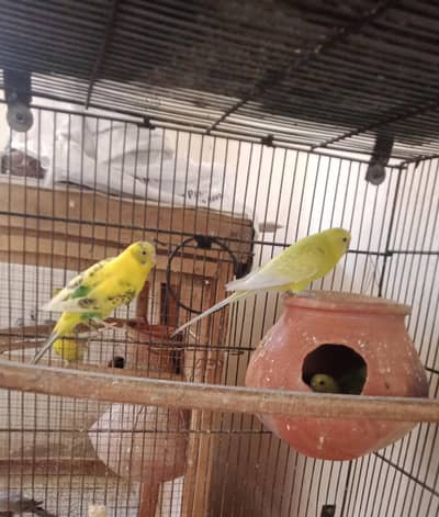 7 Bredar pair for sale Location SAHIWAL