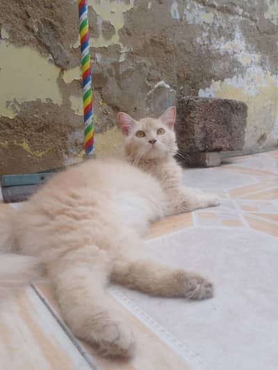Persian male cat