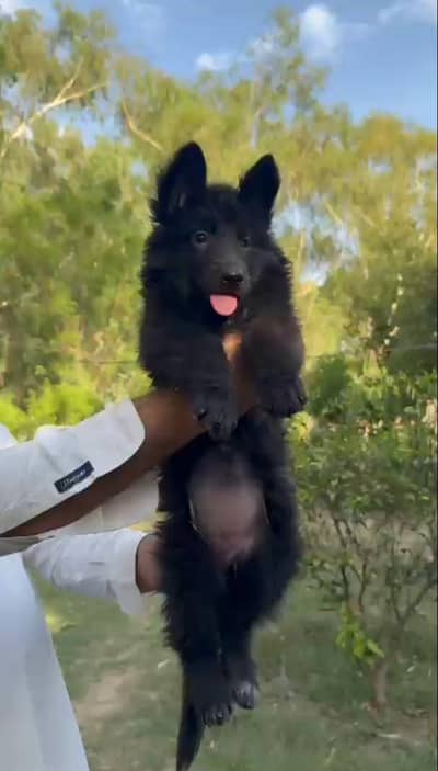 Pedigree Black German shepherd puppies for sale