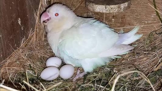 All colony for sale [ 7 peice ha ]