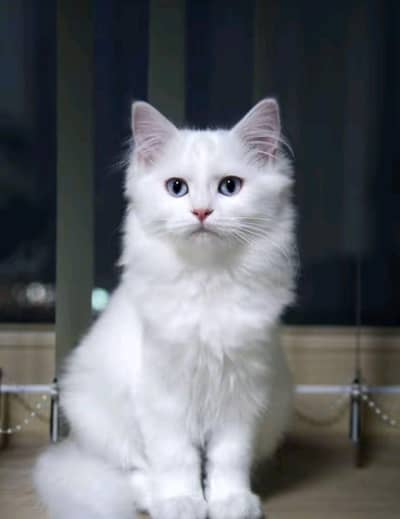 the good looking percian  cats for sale