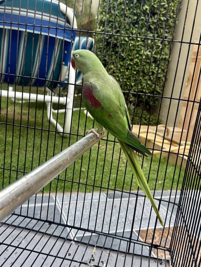 Female Breeder Raw Parrot Baray Pinjray Kay Sath Or Sath Mn Breder box
