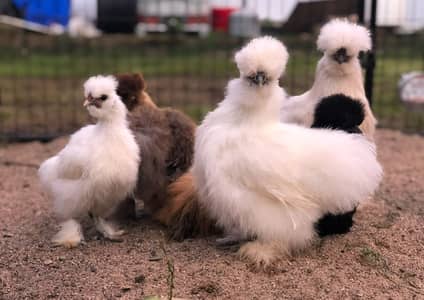 fancy hens | silkie | Polish | bantam | australorp | rose comb | aseel