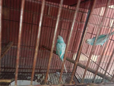 2 pair with chicks