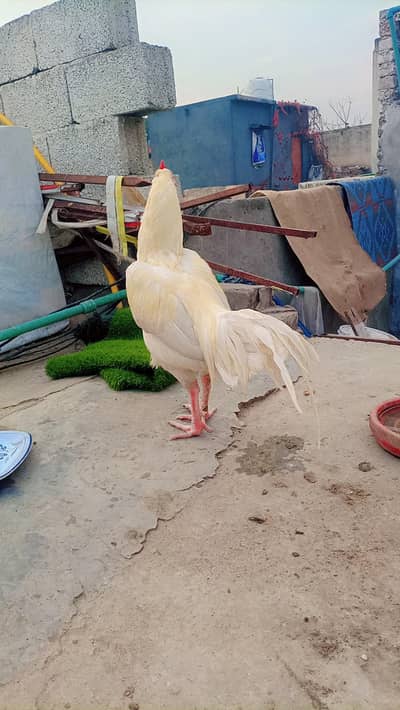 Aseel Cheena and Aseel Heera breeder And Aseel murgian