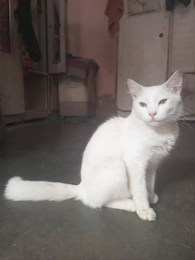 Male cat
