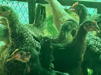 Chicks available for sale