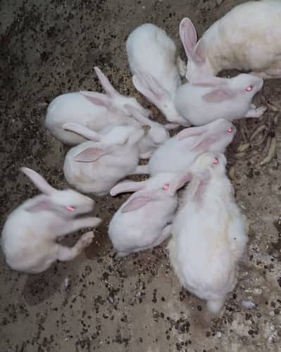 Red eyes Rabbits