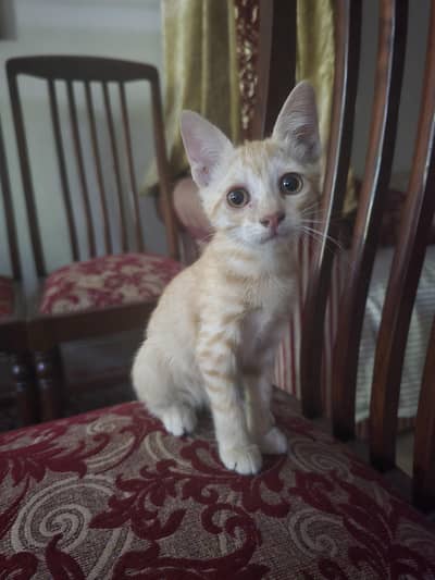 need a home asap