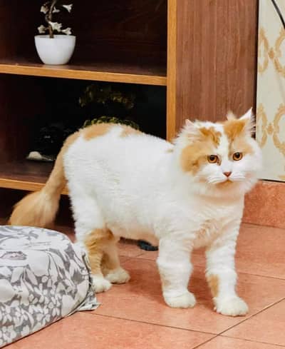 Frndly cat ruls folw krta hain bilkul tang nah krta babyz k sath play