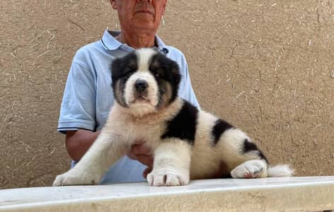 Imported Turkmen Alabai Puppy