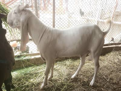 Gulabi Kapla Nasli 11 month Pakka kehrra bakra Goat available