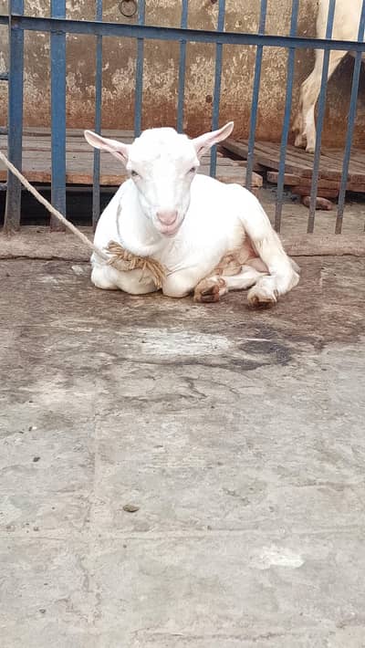 Pure Gulabi Teeda Male
