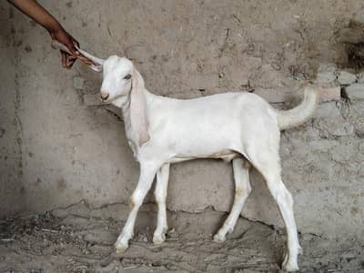 desi bakra for sale call 03460423873
