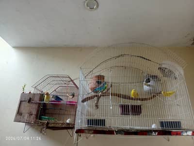 Love bird/Budgies Australian parrots, with beautiful colors.
