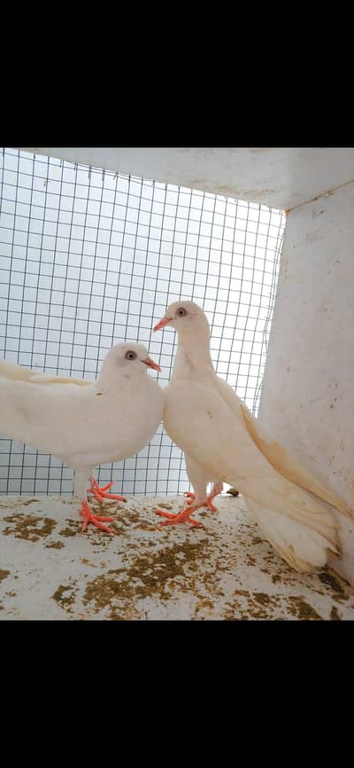 2 white pattiya patti wali sale.