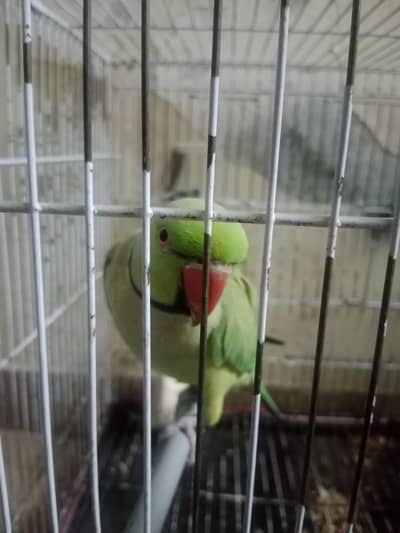 Raw Tota parrots breader