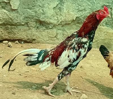 Aseel Patha with Long Tail