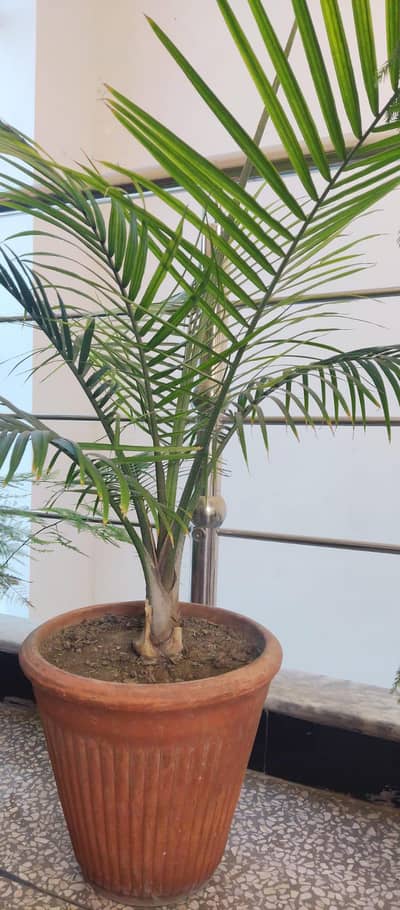plam plants