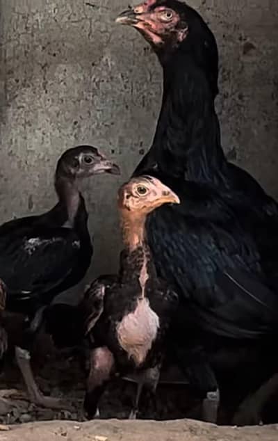 Japanese O Shamoo Setup with Chicks