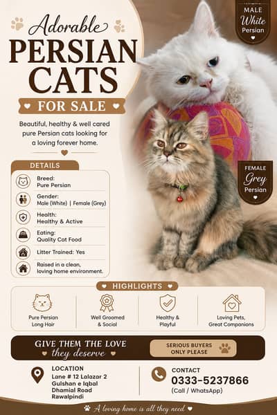 White Male and Gray Female Persian cats