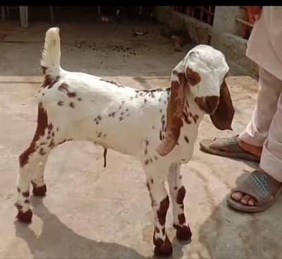 Bredar bakbakra