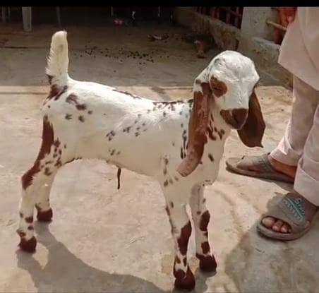 Bredar bakbakra 0