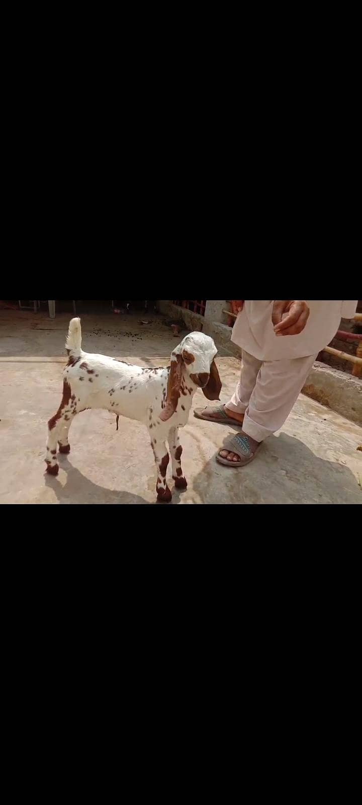 Bredar bakbakra 1